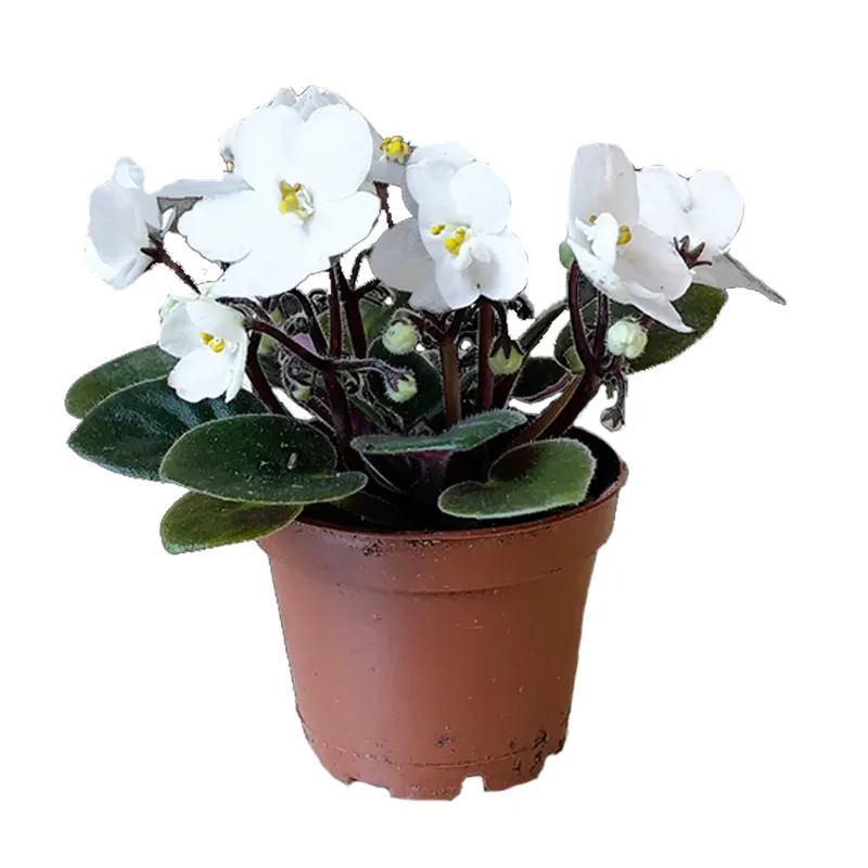 Фиалка белая гршечная